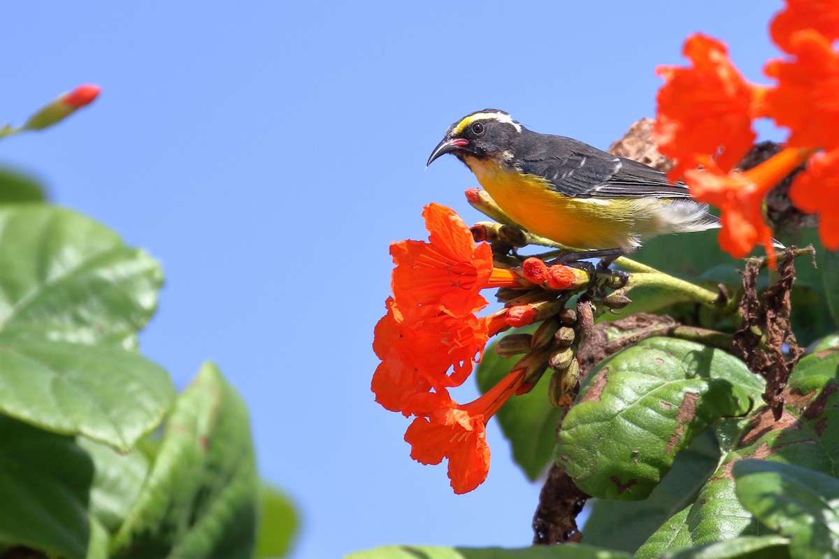 Bananaquit - ML519994661