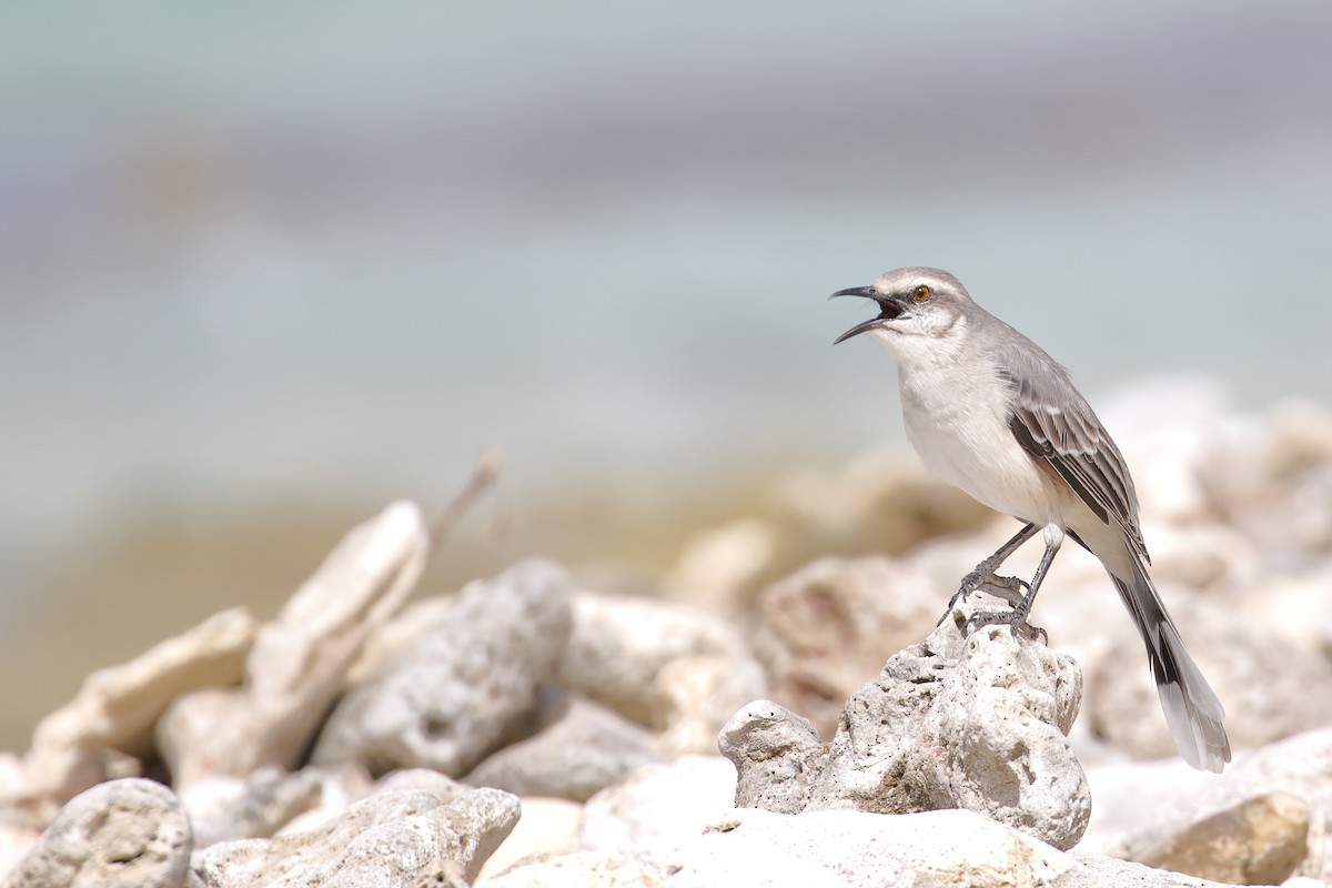 Tropical Mockingbird - ML519995781