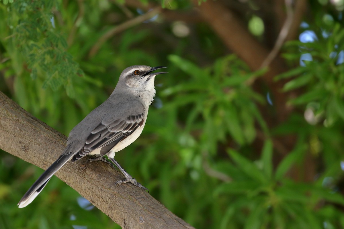 Tropical Mockingbird - ML519995791