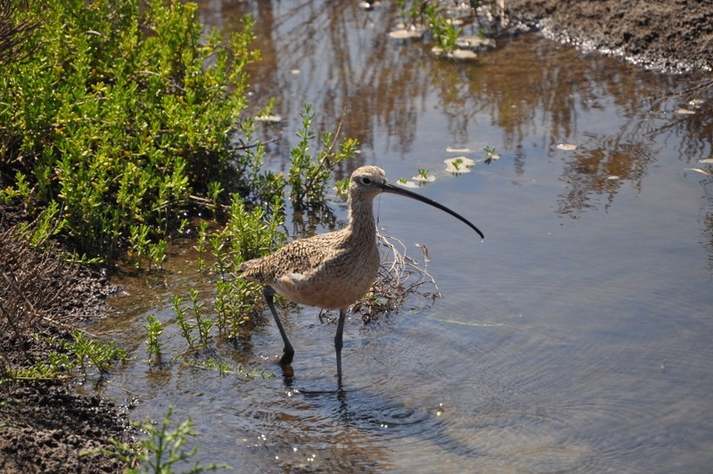 Long-billed Curlew - ML519997901