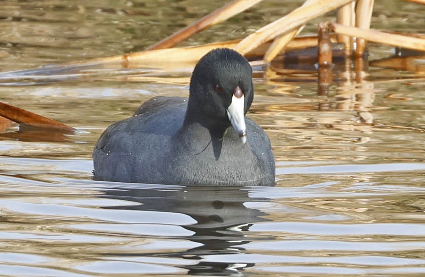 American Coot - ML519998461