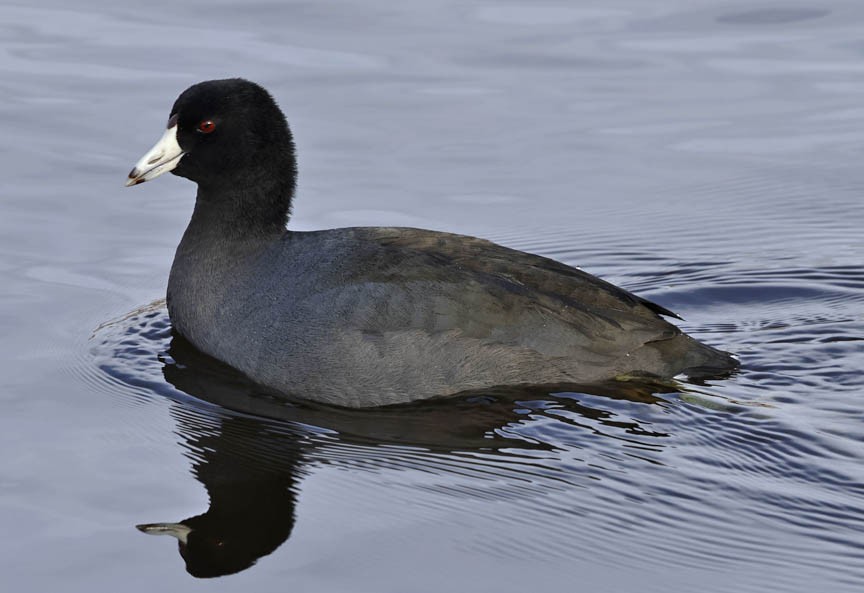 American Coot - ML519998481