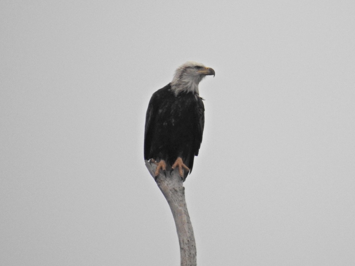 Bald Eagle - ML519999001