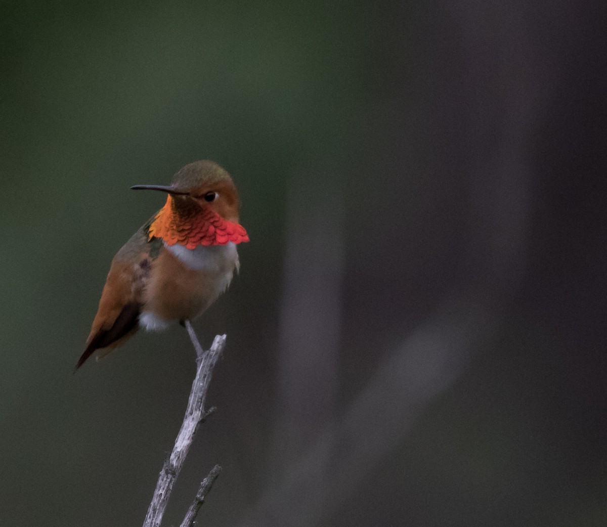 Allen's Hummingbird - Maury Swoveland