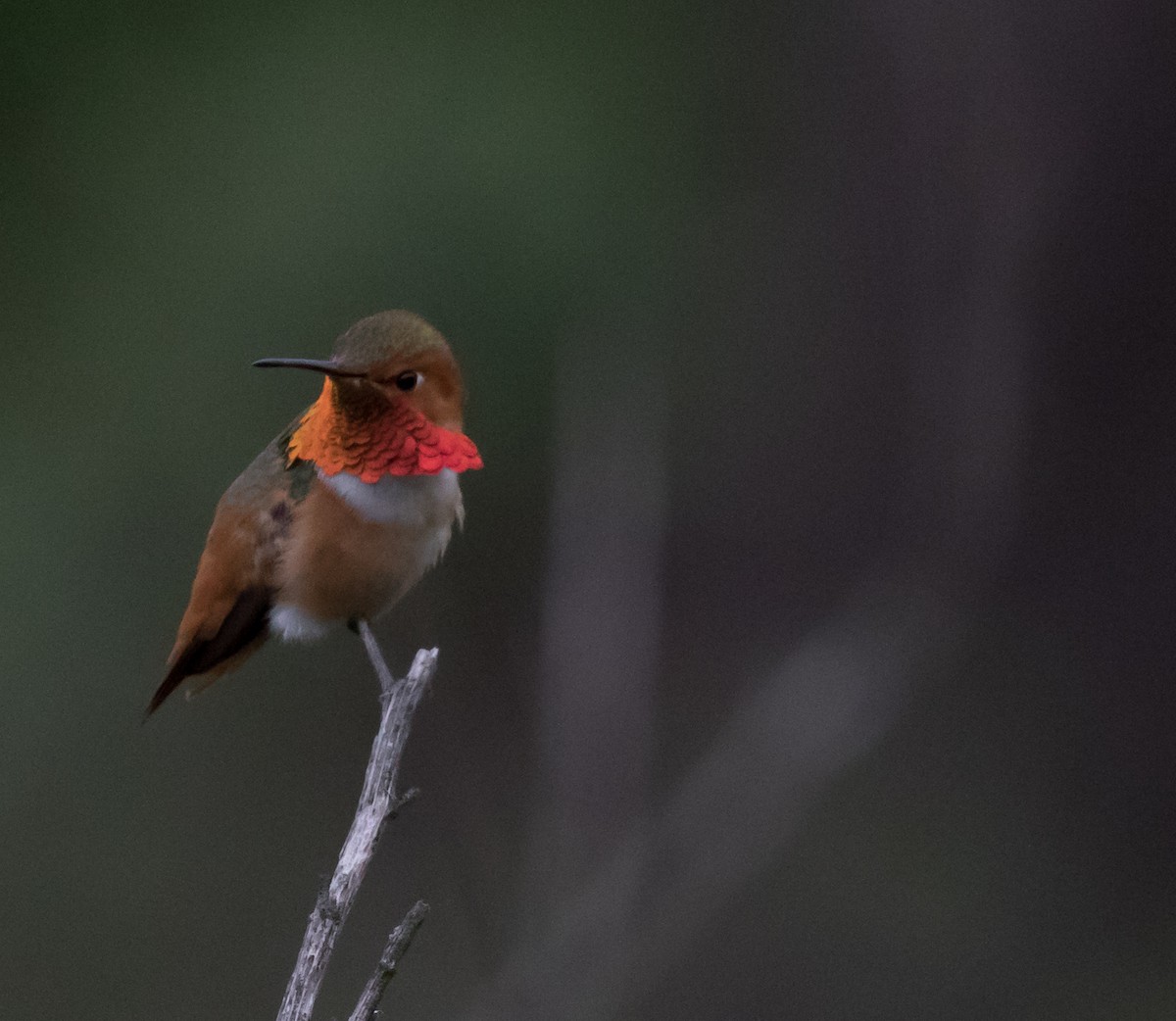 Colibrí de Allen - ML52000011