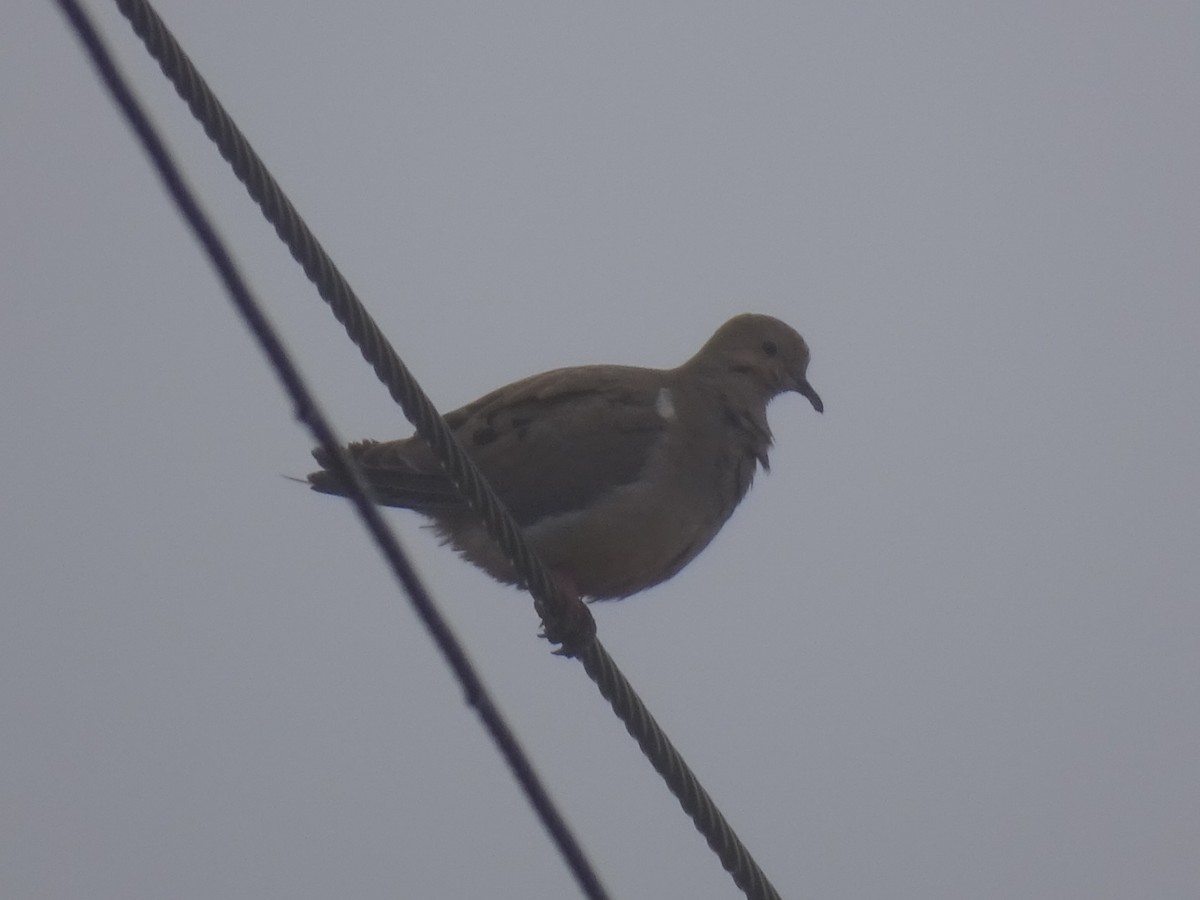 Mourning Dove - David Henderson