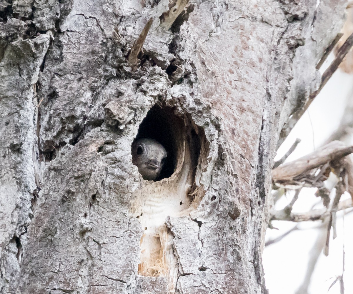 Oak Titmouse - Maury Swoveland