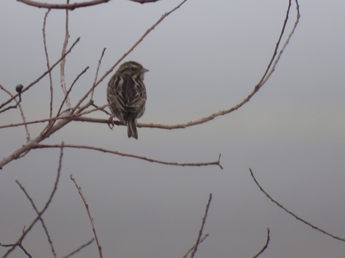Savannah Sparrow - ML520001211