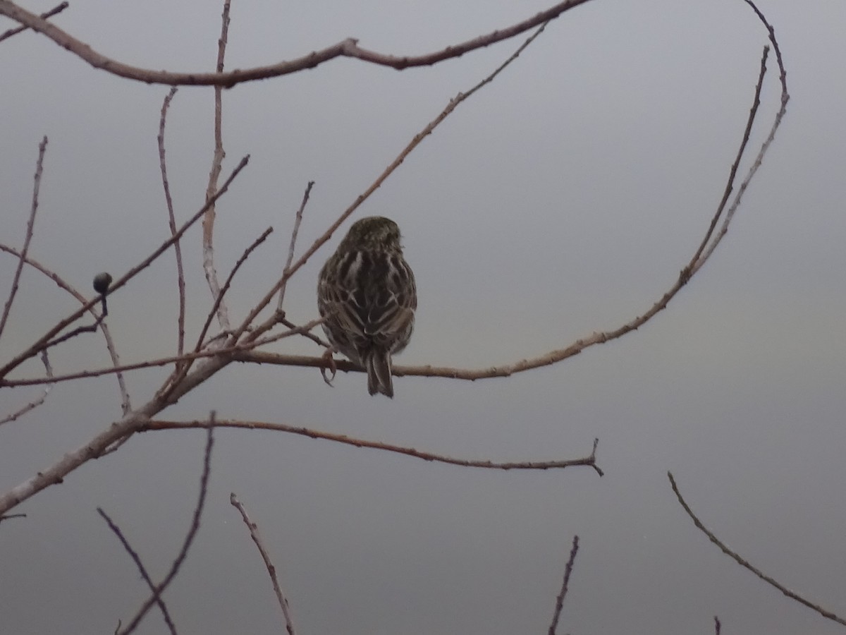 Savannah Sparrow - ML520001251