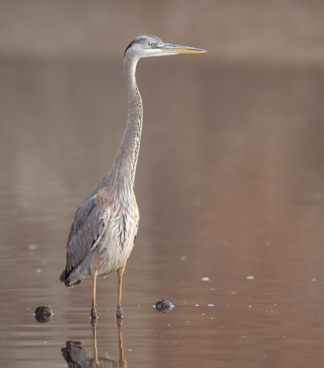 Great Blue Heron - David Gibson