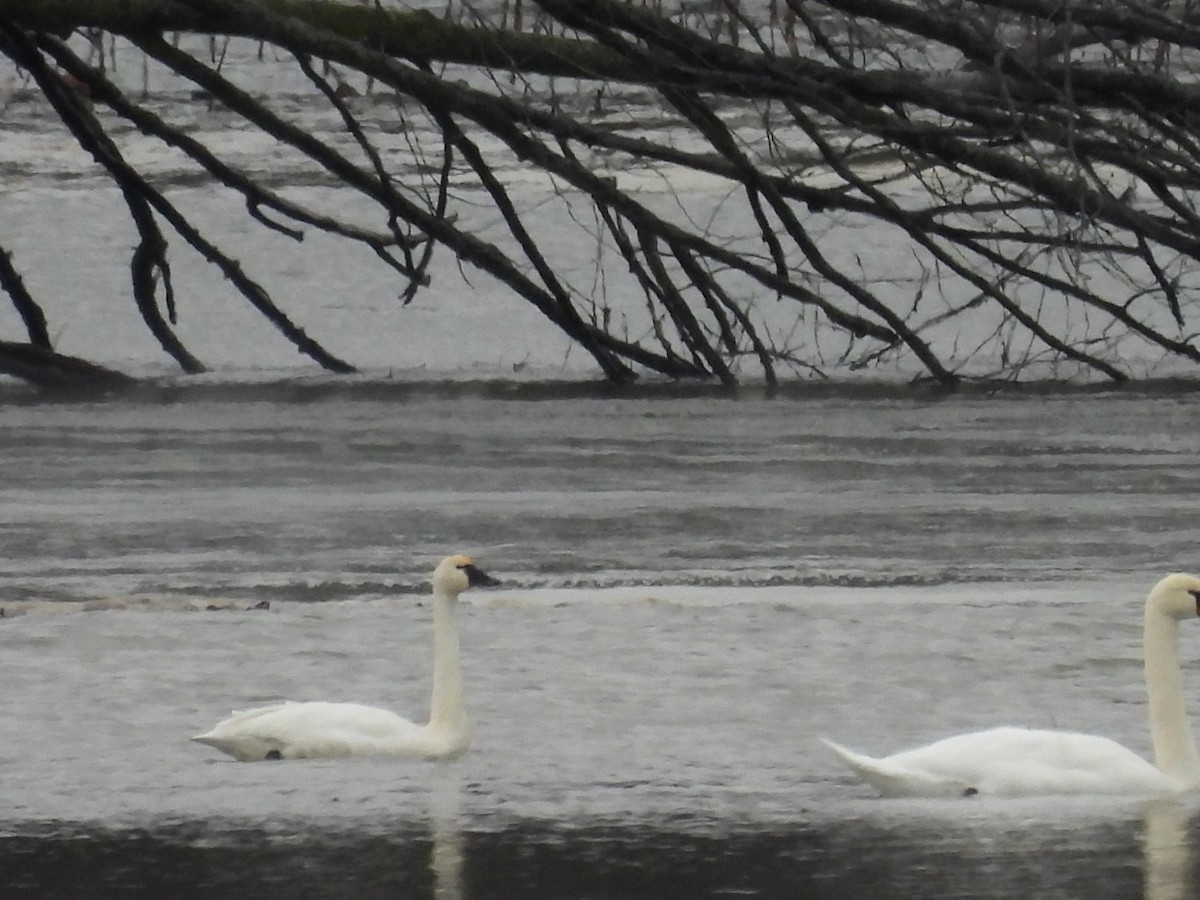 Tundra Swan - Sam Reitenour