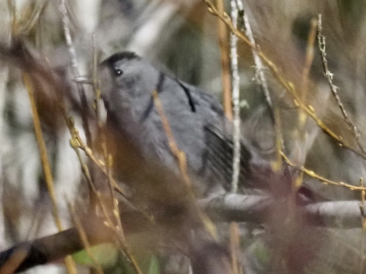 Gray Catbird - ML520004611