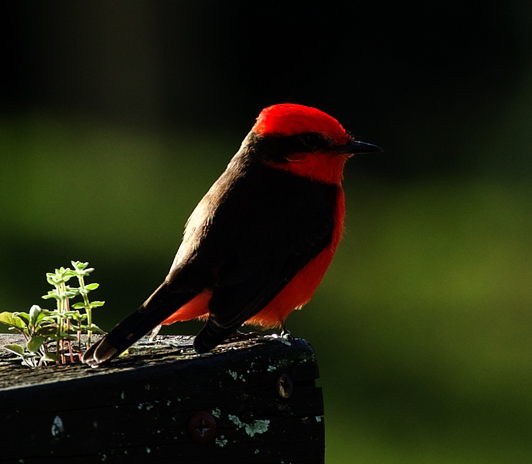 Vermilion Flycatcher - ML520005791