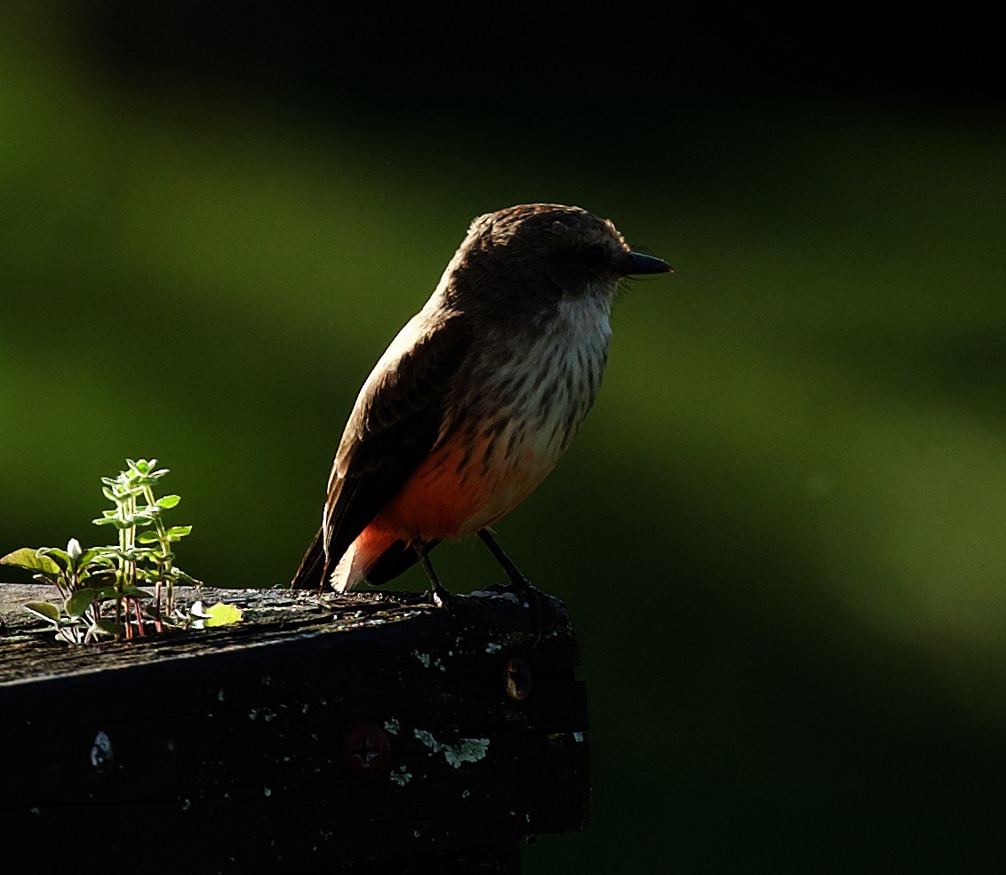 Vermilion Flycatcher - ML520005801