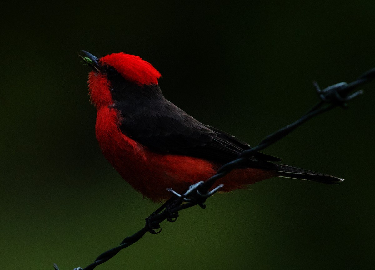 Vermilion Flycatcher - ML520005821