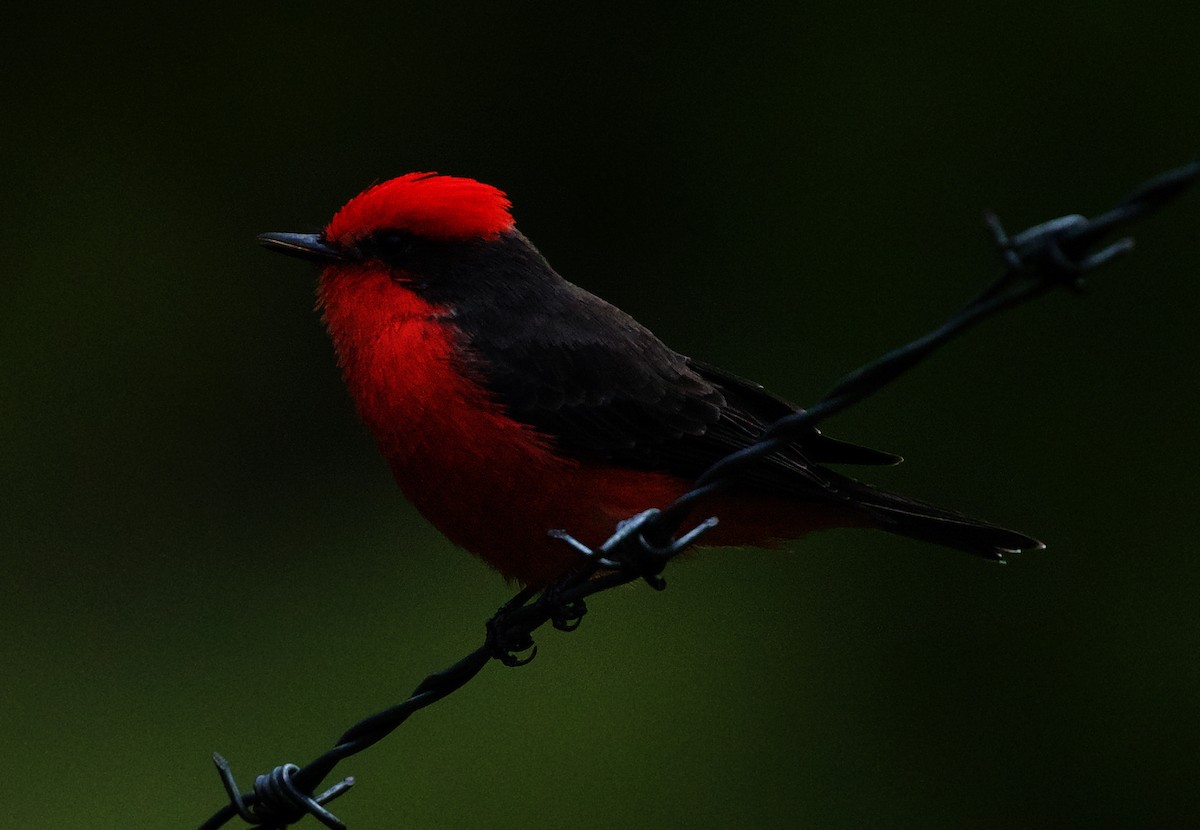 Vermilion Flycatcher - ML520005831