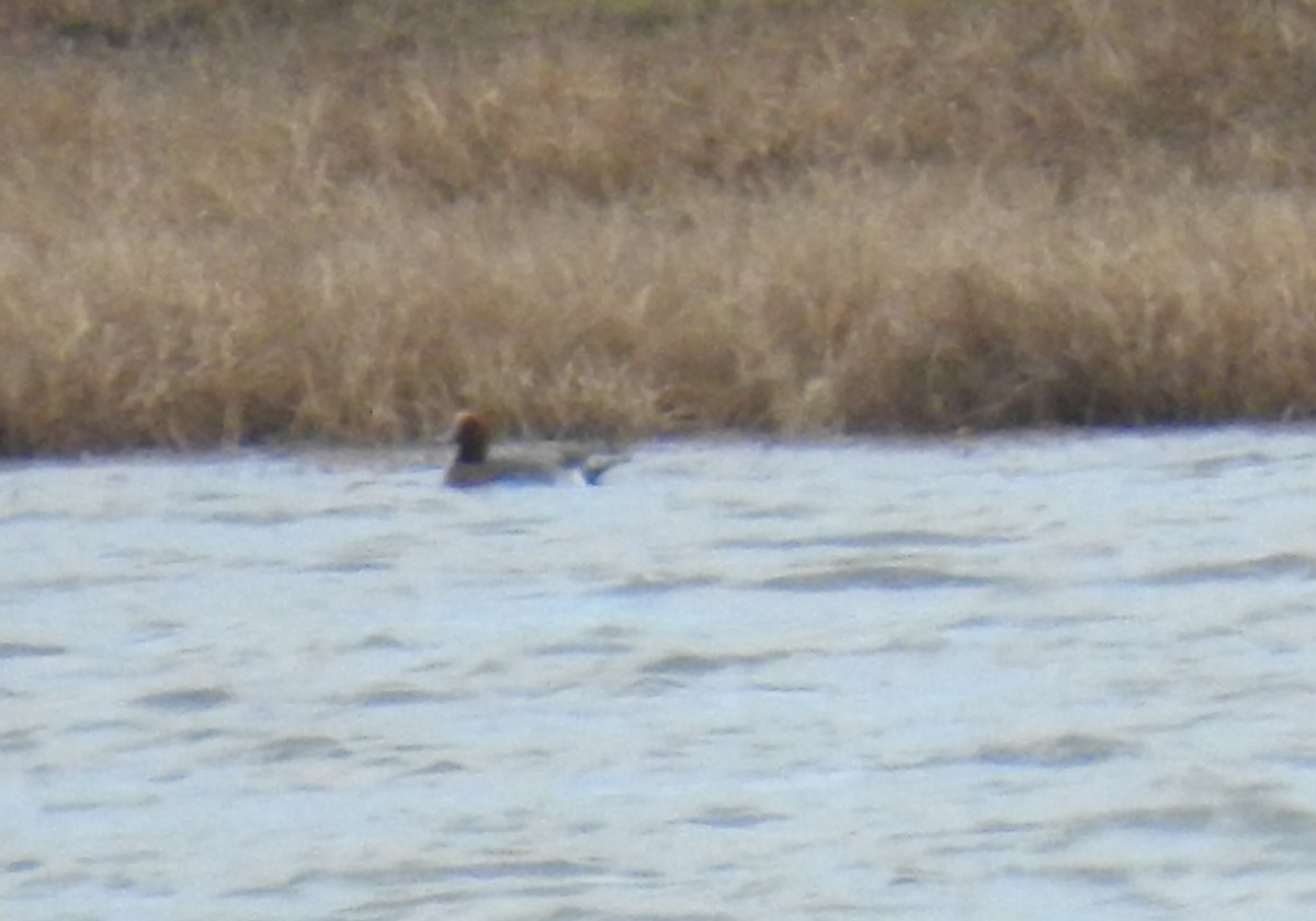 Eurasian Wigeon - ML520006231