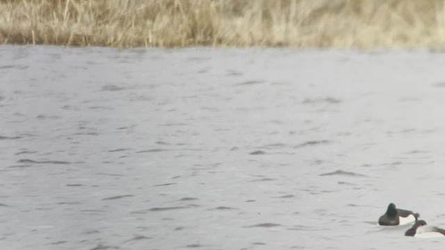 Tufted Duck - ML520007341