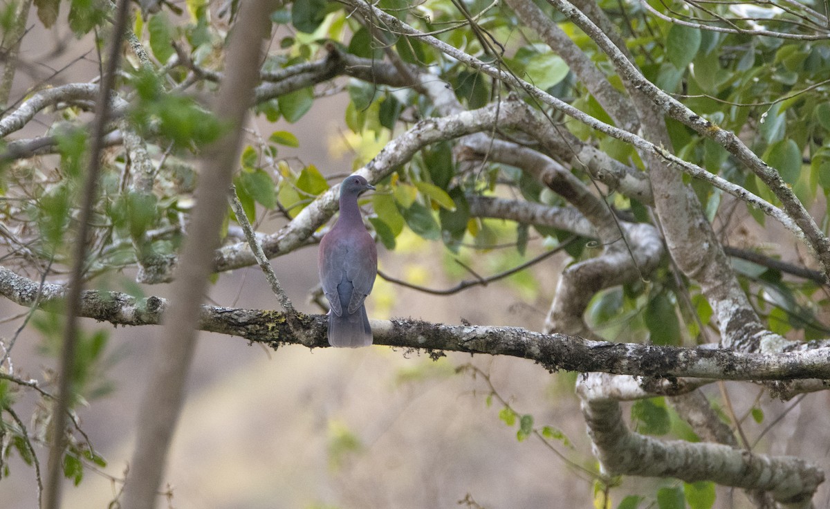 Pale-vented Pigeon - ML520007431