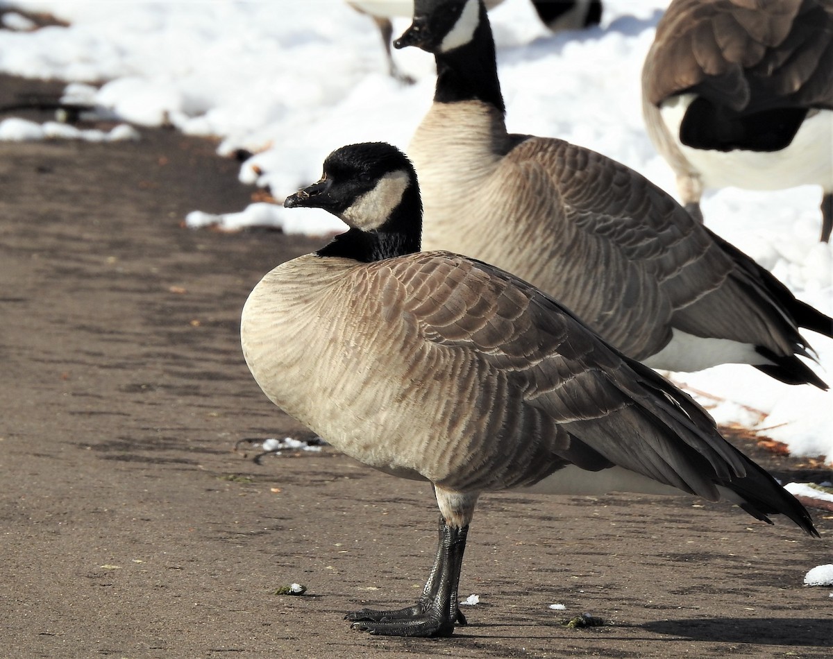 Branta kanadar txikia - ML520007751