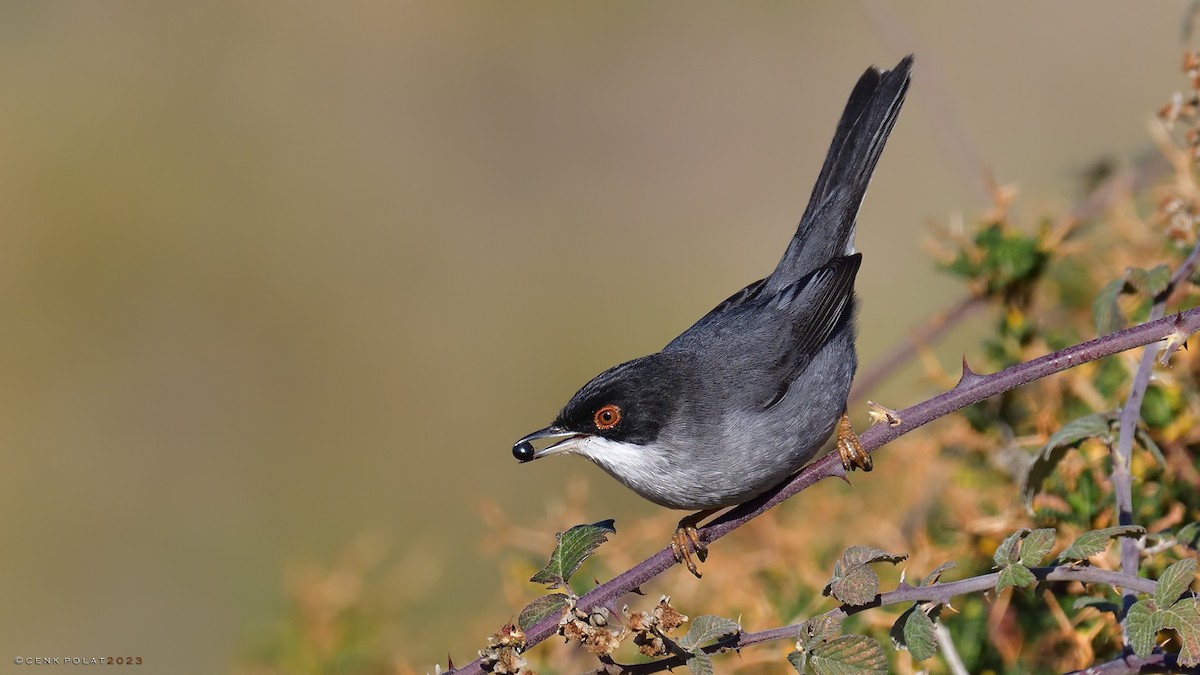 Sardinian Warbler - ML520008801