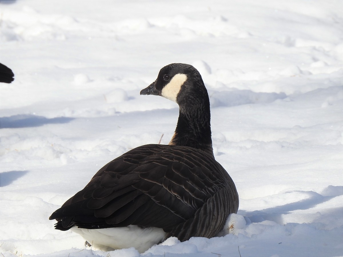 Branta kanadar txikia - ML520008861
