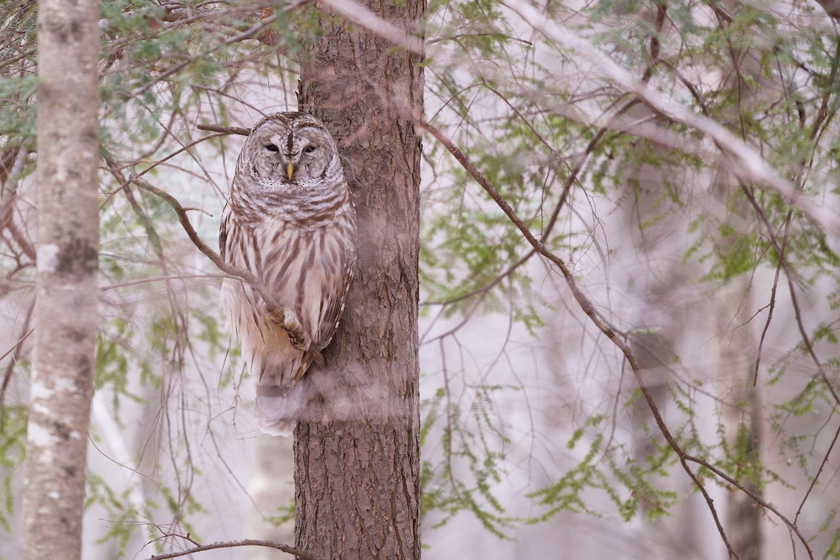 Barred Owl - Nick Hawvermale