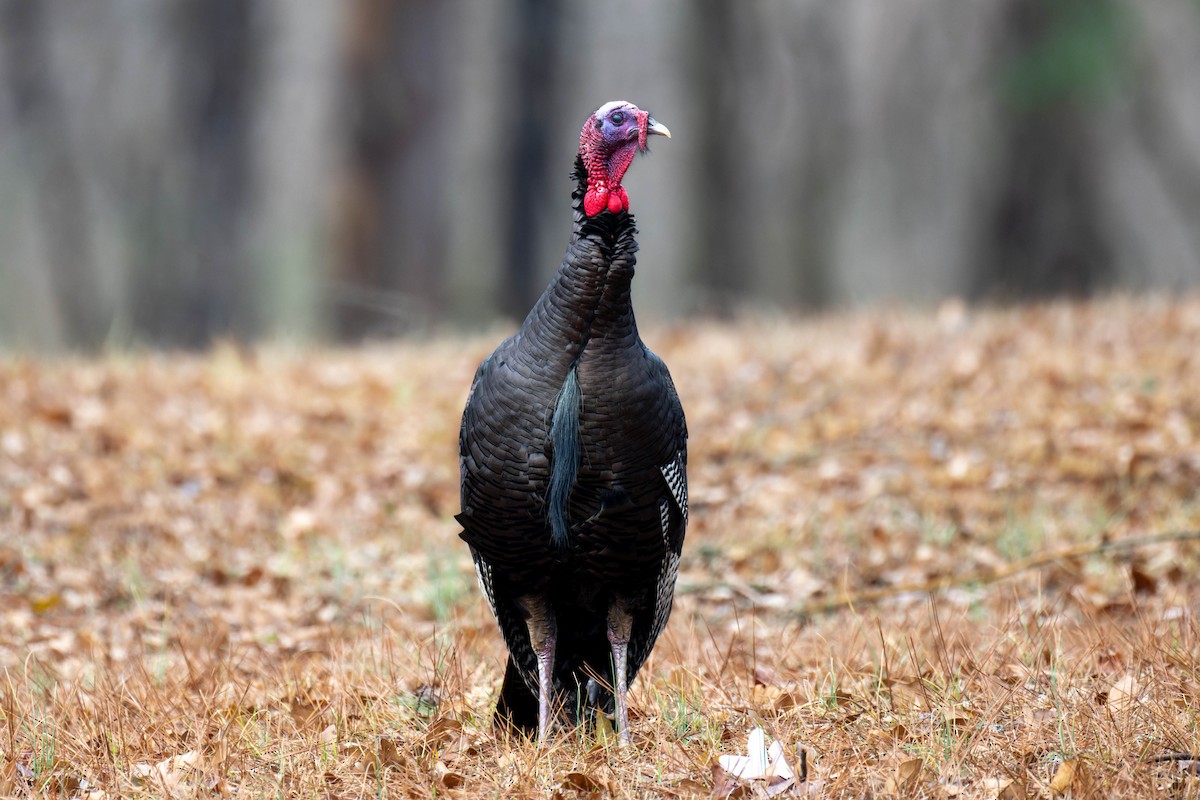 Wild Turkey - ML520010661