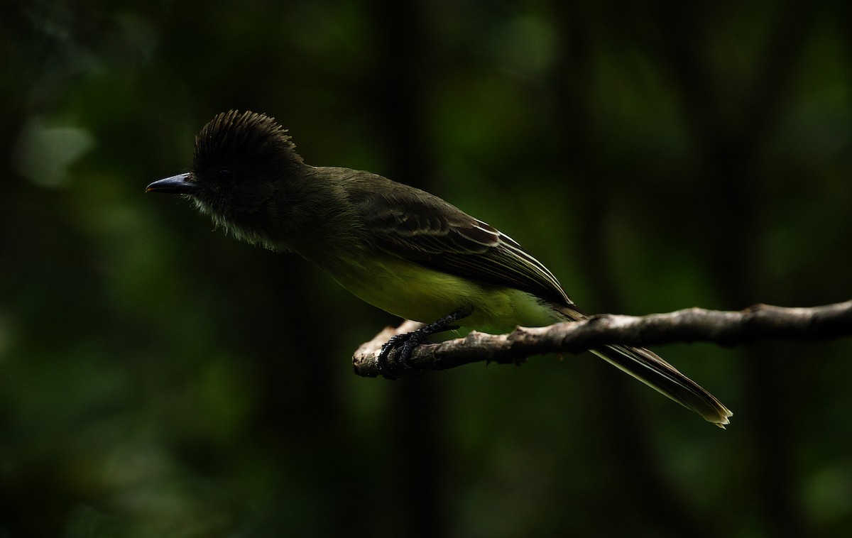 Apical Flycatcher - David Ascanio