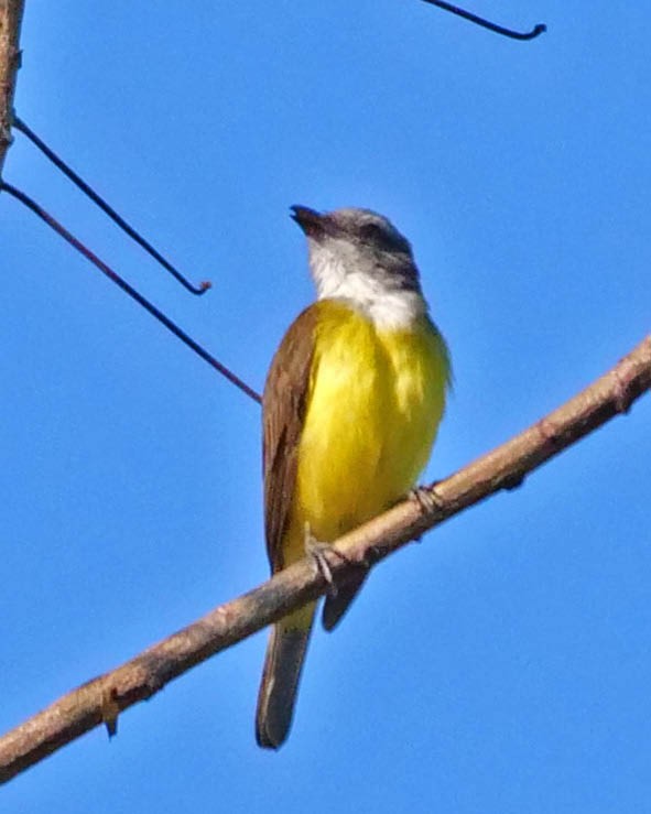 Sulphury Flycatcher - ML520011191