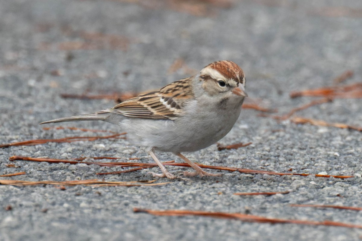 Chipping Sparrow - ML520012001