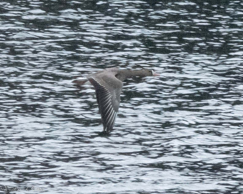 Greater White-fronted Goose - ML520012621