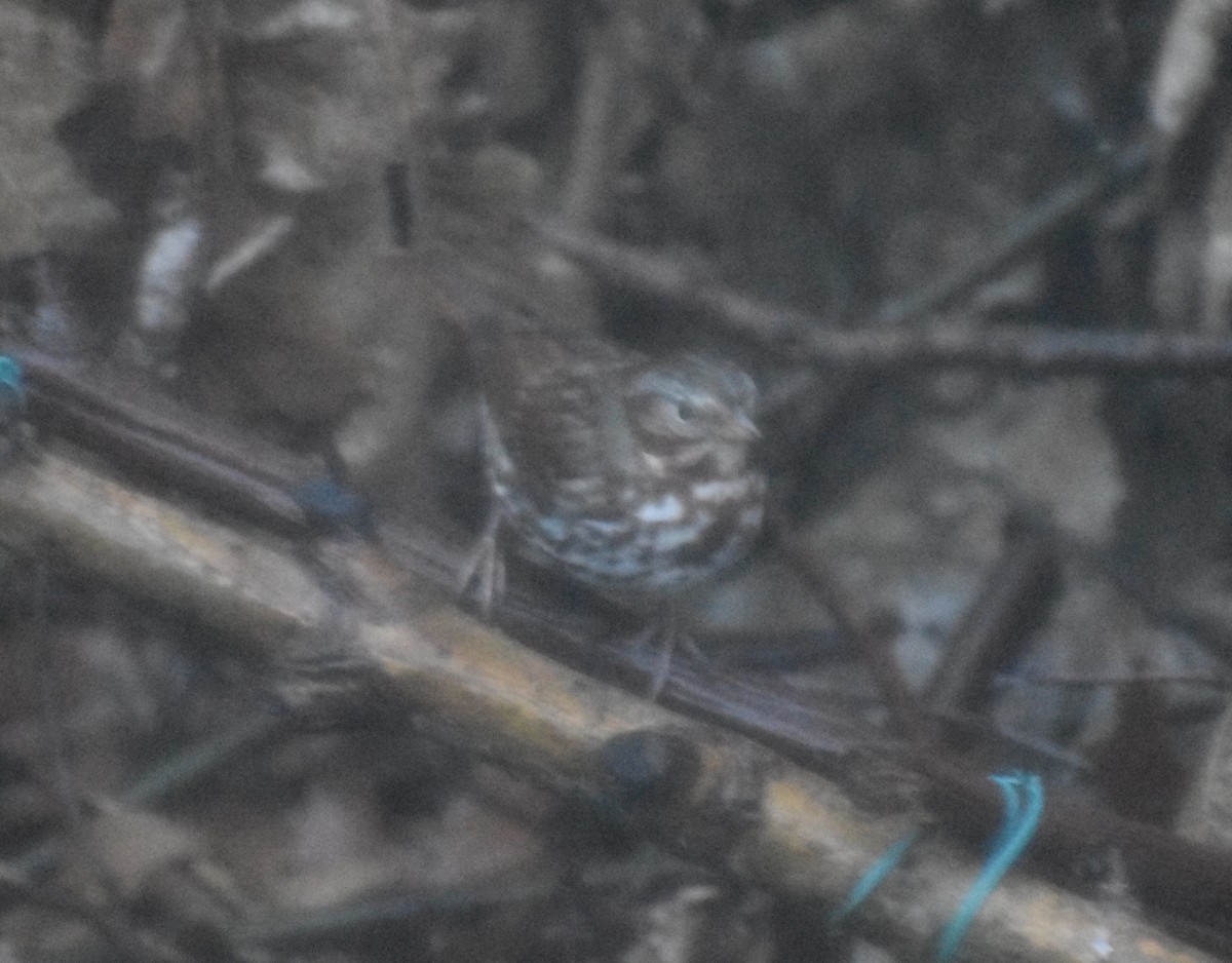 Fox Sparrow - ML520012931