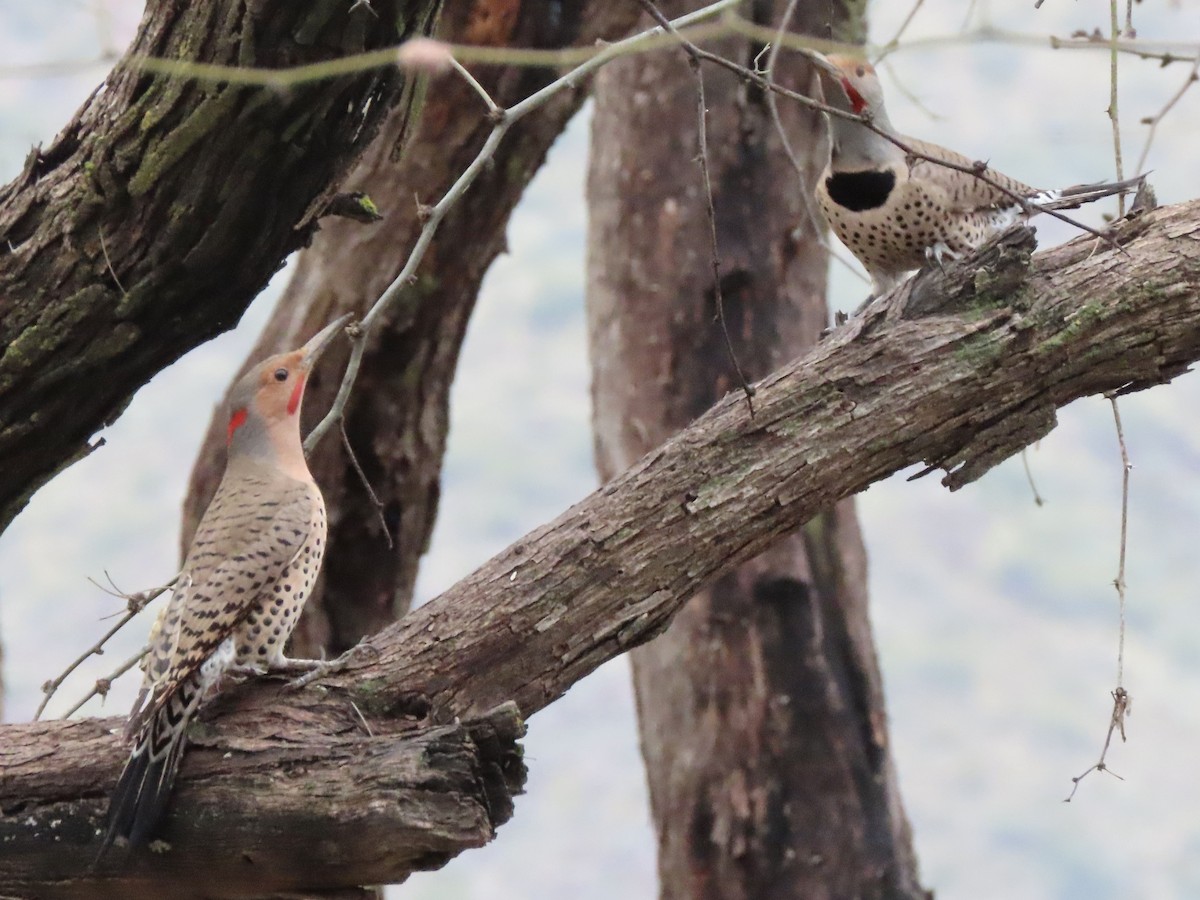 Northern Flicker (Red-shafted) - Babs Buck