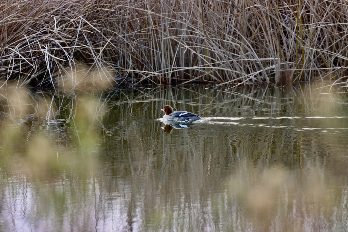 Common Merganser - Ron Bussian