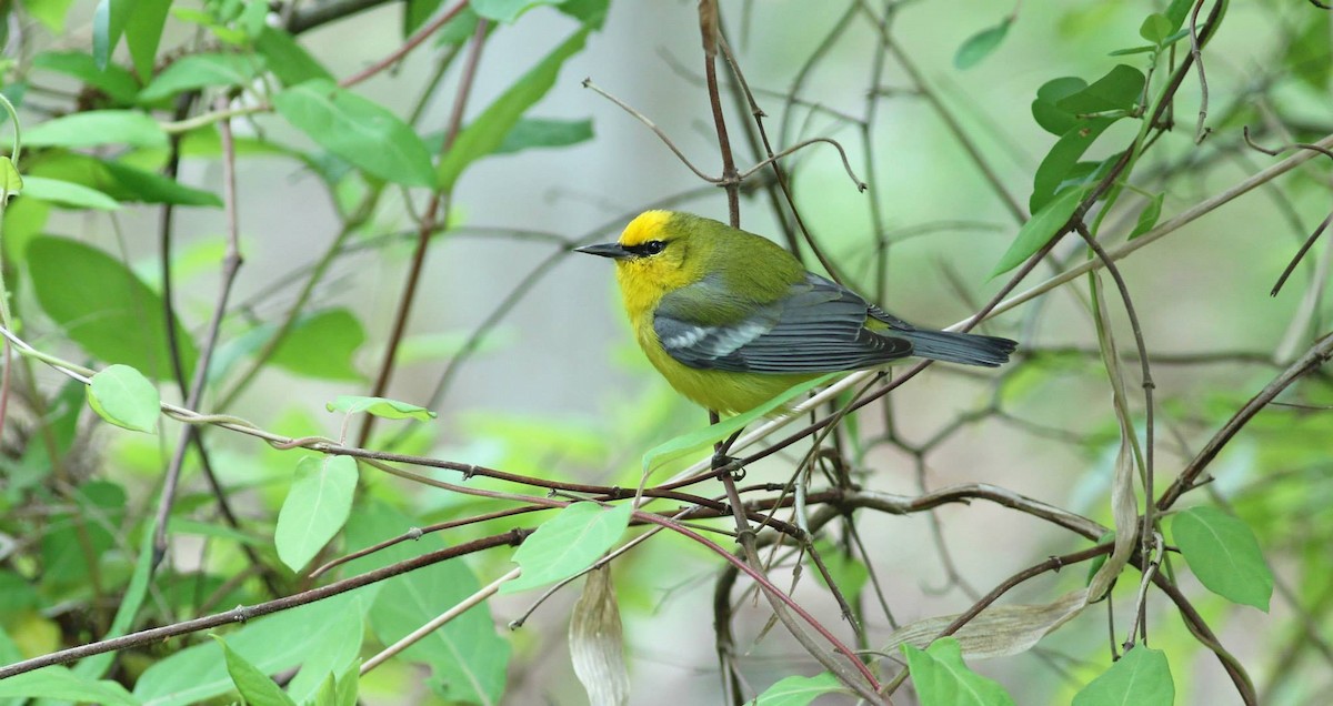 Blue-winged Warbler - Colette Micallef