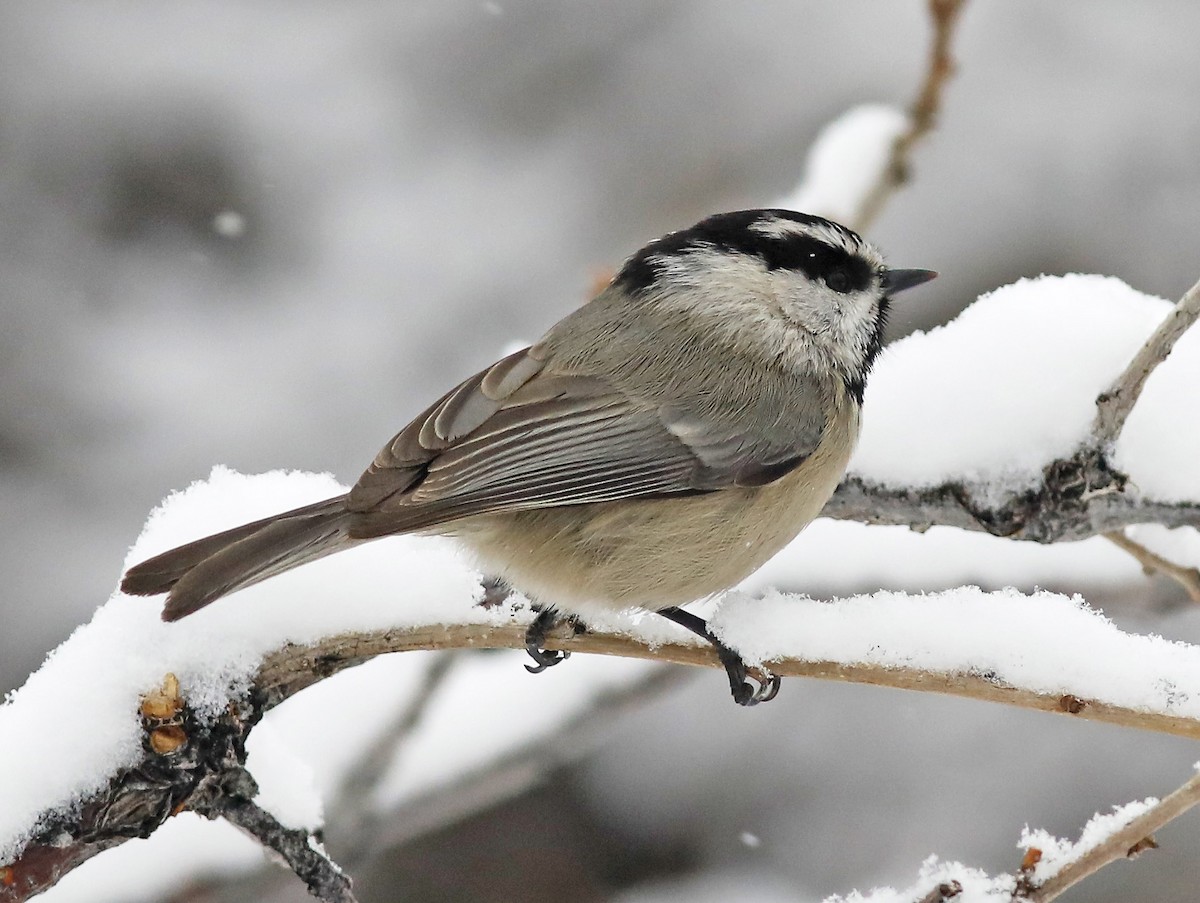 Mountain Chickadee - ML520014261
