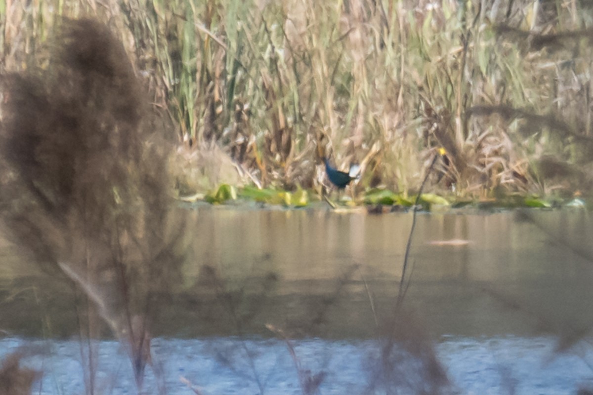 Purple Gallinule - Gabrielle Harrison