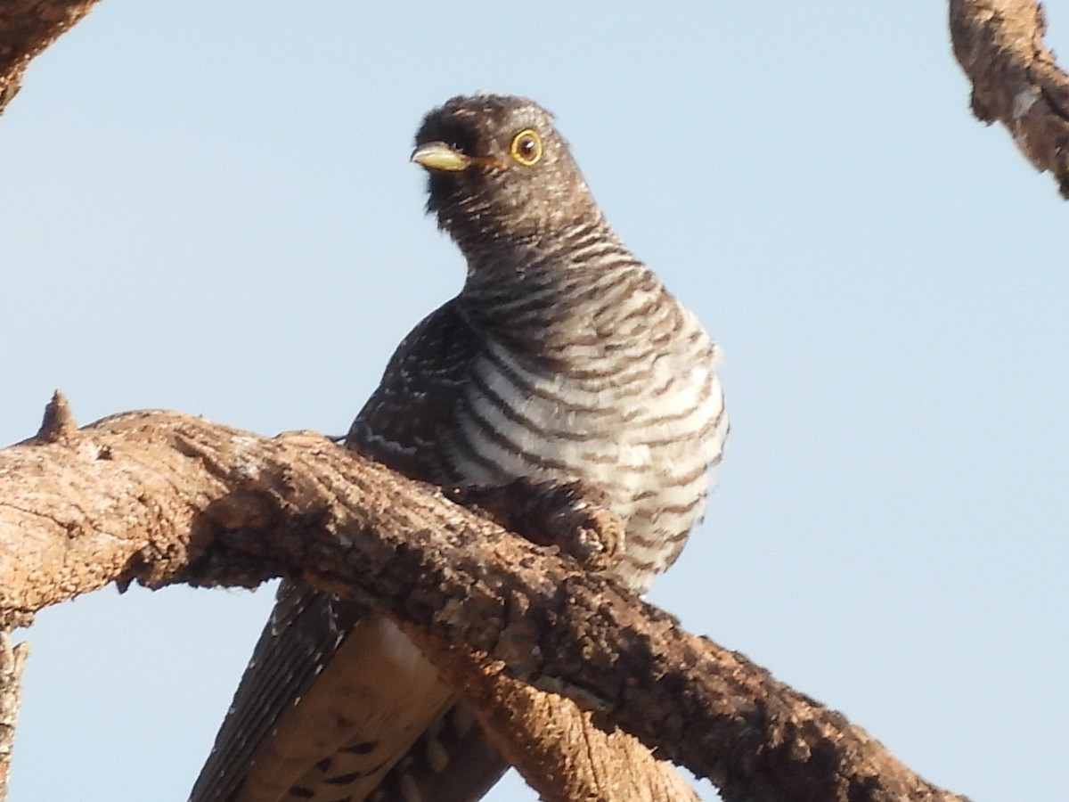 Common Cuckoo - Carles Leon