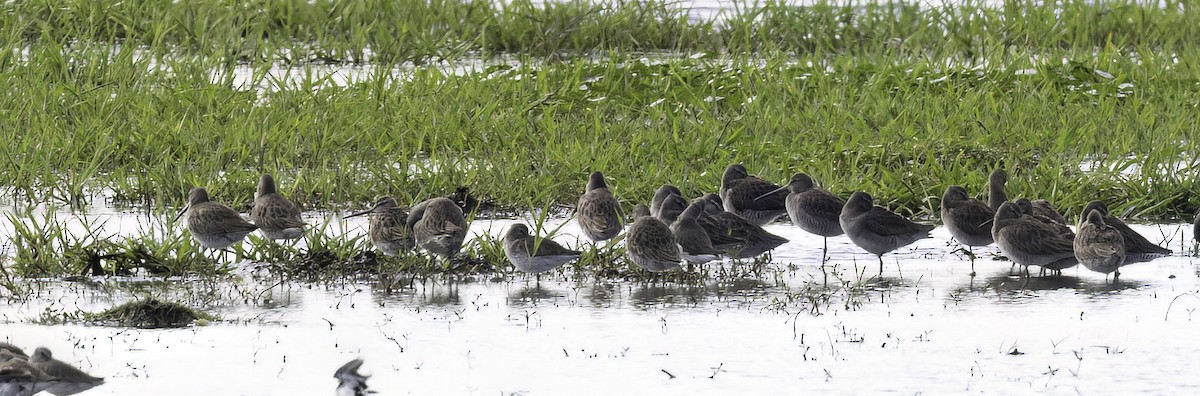 Long-billed Dowitcher - ML520015841