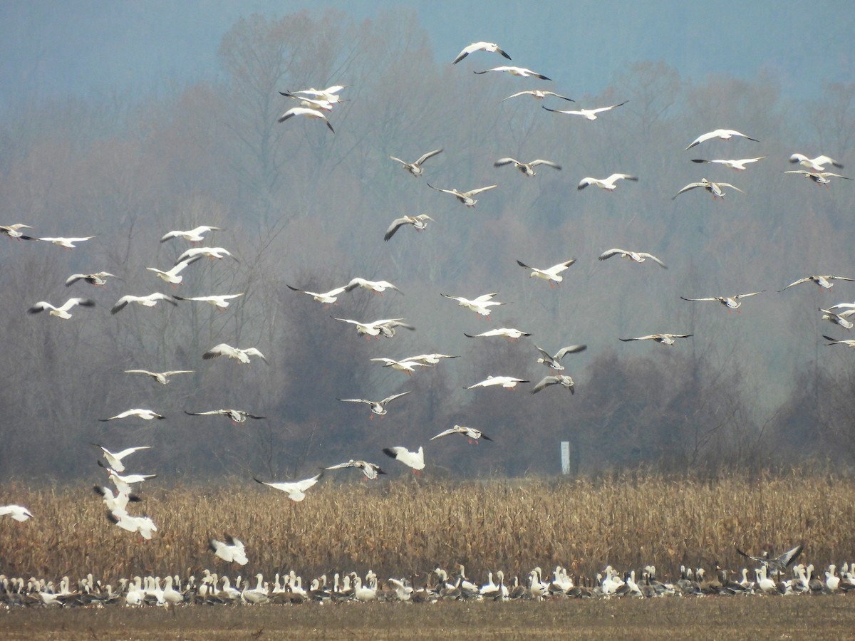 Snow Goose - ML520016011