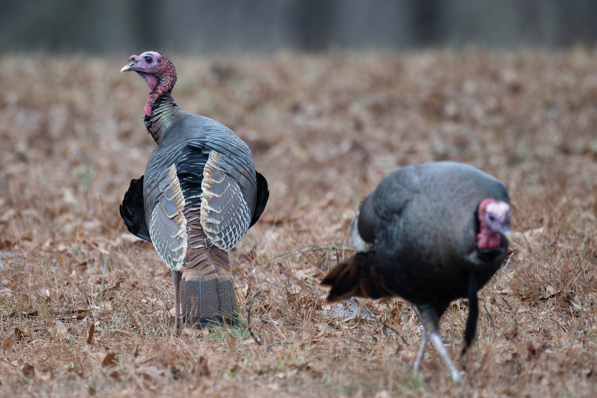 Wild Turkey - ML520016041