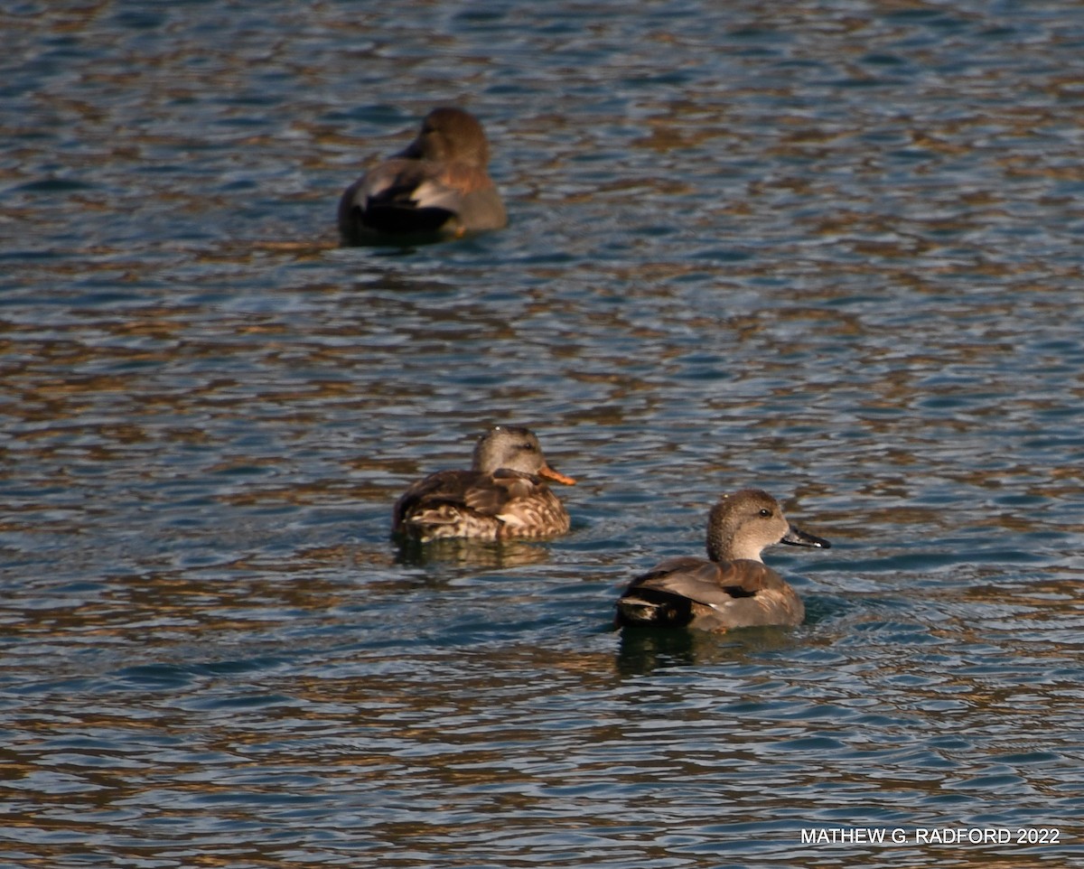 Gadwall - ML520016221