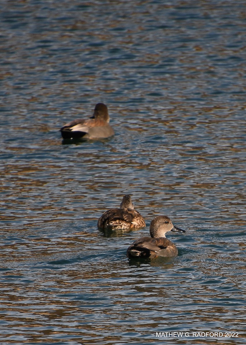 Gadwall - ML520016241