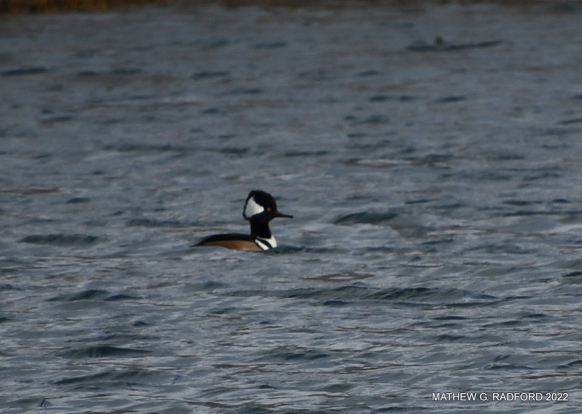 Hooded Merganser - ML520016341