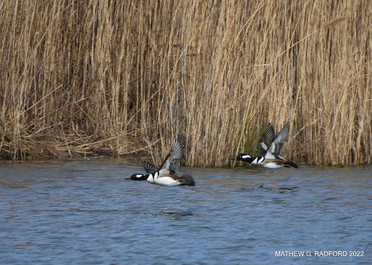 Hooded Merganser - ML520016351