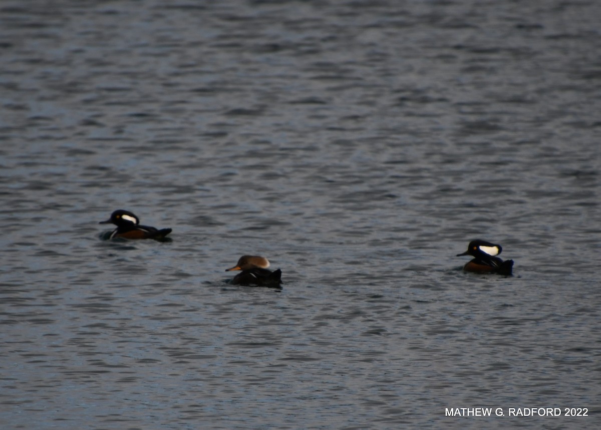 Hooded Merganser - Mathew Radford