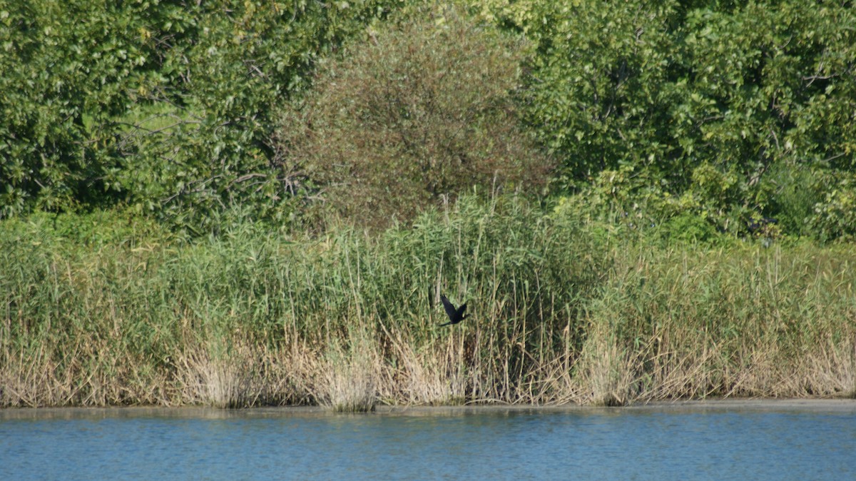 Pygmy Cormorant - ML520017221