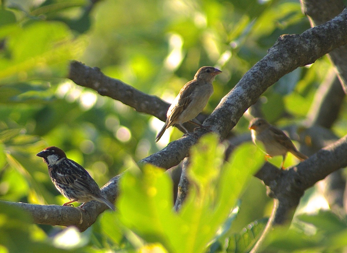 Spanish Sparrow - ML520017261