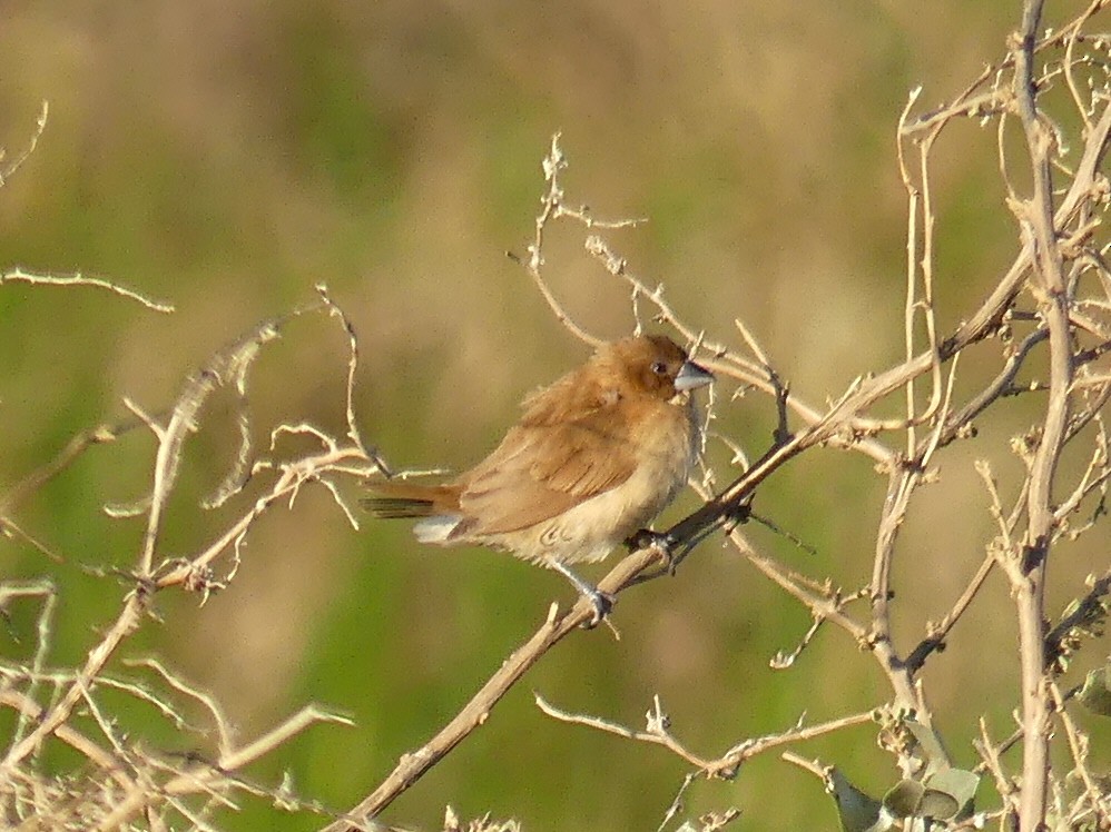 Scaly-breasted Munia - ML520017311